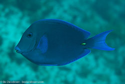 BD-101207-Playa-del-Carmen-2819-Acanthurus-coeruleus.-Bloch---Schneider.-1801-[Blue-tang-surgeonfish].jpg